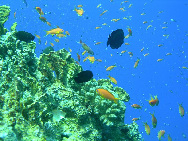 MANGROVE 07  2008 256.jpg